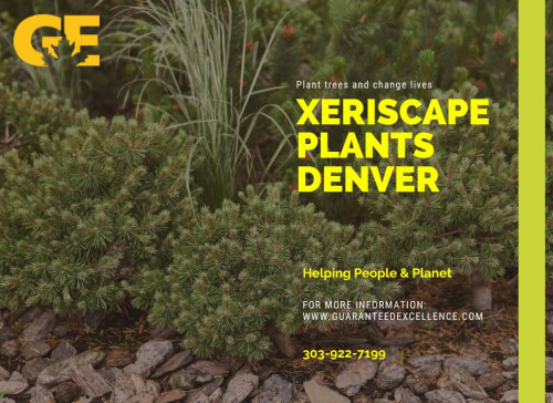 Xeriscape plants are the perfect choice for a low-water landscape. Our experts have curated a list of beautiful and drought-tolerant plants to enhance your landscape.

Contact us for Xeriscape Plants Denver
Phone: 303-922-7199

For more info visit:
https://guaranteedexcellence.com/services/xeriscaping/