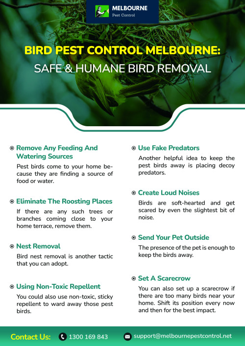 Melbourne_pest_control_Bird_pest_control_melbourne_b74cc1af7a30b044.jpg