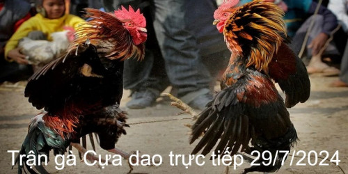 Diễn biến trận chiến xác định thắng thua của kê chọi
Trận gà Cựa dao trực tiếp 29/7/2024 là trận đấu giao hữu giữa kê chọi Ger và Bavet. Đây là trận chiến được đánh giá là gay cấn và kịch tính bởi vì khả năng thi đấu của các kê chiến ngang bằng nhau. Cụ thể như sau:

Hiệp đấu đầu tiên trận gà Cựa dao trực tiếp 29/7/2024
Cả hai kê chiến đều được trang bị chiếc cựa dao ở chân trước khi bước vào cuộc tranh tài chính thức. Khi tiếng còi bắt đầu vang lên thì ban tổ chức sẽ tiến hành thả gà ra võ đài thi đấu. Lúc này, Bavet đã nhanh nhẹn chiếm ưu thế và tấn công đối thủ bằng chiếc cựa dao đã được quấn trước đó.

#dagathomo  #dagathomonetcom #gathomo #gathomotructiep