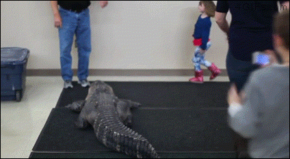Girl rides alligator