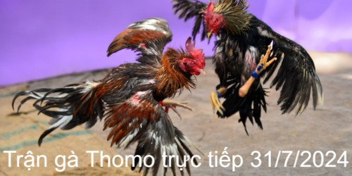 Trận gà Thomo trực tiếp 31/7/2024 là màn đối đầu gay cấn của hai chiến kê Katun – Haiten. Trận chung kết kịch tính với sự xuất hiện của gà chọi mạnh sẽ mang đến màn trình diễn mãn nhãn. Diễn biến hấp dẫn của cuộc chiến này sẽ được tường thuật chi tiết ngay dưới đây.
#dagathomo  #dagathomonetcom #gathomo #gathomotructiep