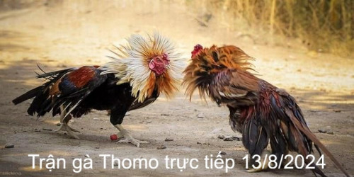 Diễn biến thi đấu hiệp thứ nhất trận gà Thomo ngày 13/8
Trước khi thi đấu cả Black và Sin đều có sự chuẩn bị kỹ lưỡng. Cả hai được kiểm tra cẩn thận, cân trọng lượng đạt chuẩn. Ngay khi tiếng còi khai cuộc vang lên Black đã anh dũng tung đòn nhằm hướng của Sin. Tuy có bất ngờ nhưng nhanh chóng Sin đã tránh được và cũng có màn đáp trả không kém đối phương là bao.

Sau màn chào hỏi đầy thú vị và kịch tính trên, Black đã có sự thận trọng hơn rất nhiều trong khi đó Sin là xoay vòng quanh sân để thăm dò đối phương. Lợi dụng sự sơ hở của Black chú đã có pha tấn công chớp nhoáng khiến đối thủ dính đòn bị thương và tinh thần có sự sa sút.

Nhân cơ hội đó, Sin đã thừa thắng xông lên, liên tiếp dùng mỏ của mình giáng những đòn tấn công về phía đối phương. Black chủ quan không né đòn khiến bản thân bị thương tại đầu và cánh. Thế trận đang ở thế giằng co và kịch tính thì trọng tài phát hiệu lệnh cho dừng hiệp đấu vì thời gian đã hết.

#dagathomo  #dagathomonetcom #gathomo #gathomotructiep