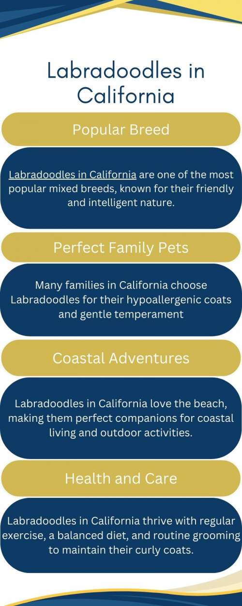 We are a reputable labradoodle breeder located on the central coast of California in Atascadero, conveniently situated between San Francisco and Los Angeles. Our mission is to provide the perfect labradoodle breeders in california family pet by breeding loving, trusting, healthy, intelligent, and beautiful labradoodle puppies.
Visit Our Website - https://braskenlabradoodles.com/