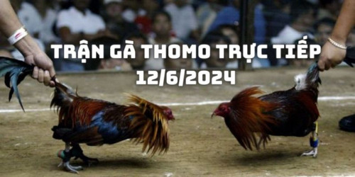 Kết thúc Trận gà Thomo trực tiếp 12/6/2024
Lúc này khắp người các chiến kê đầy những vết thương nặng, máu tuôn ra phù kín khu vực thi đấu. Tuy nhiên, tinh thần máu chiến của cả 2 chú gà vẫn chưa thấy suy giảm.

Trong 1 cú tung mình phản công bằng liên hoàn cược, Maya đã thành công đâm vào mắt Taka làm chú bị trọng thương. Tuy nhiên, với sức lực cuối cùng, Taka quyết tâm tấn công vào phần cổ của Maya.

Cú phản công này của Taka đã thành công khi trúng vào phần cổ của đối thủ, làm cho máu chảy ồ ạt. Maya dường như không còn đủ sức để tiếp tục chiến đấu. Một khoảnh khắc im lặng Maya gục xuống sàn.
#dagathomo  #dagathomonetcom #gathomo #gathomotructiep