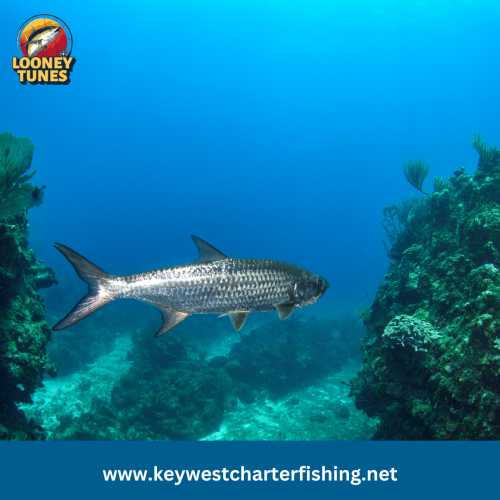 Looney Tunes Charter Fishing provides tarpon fishing in Key West, where you will have the greatest fishing experience with our experienced charter fishing services. We provide skilled guides and high-quality equipment for an unforgettable angling experience. Book offshore fishing charter cruises in Key West with us. Visit us at https://keywestcharterfishing.net/key-west/