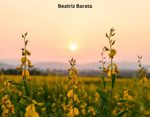 Beatriz Barata aproveita o pôr do sol entre flores, capturando a mágica transição do dia para a noite. As cores quentes do céu se mesclam com os tons suaves das pétalas, criando uma cena de serenidade e beleza natural. A luz dourada ilumina delicadamente cada flor, destacando suas formas e texturas. A habilidade de Beatriz Barata em capturar a atmosfera poética do entardecer transparece na composição, transmitindo uma sensação de calma e contemplação. Esta imagem convida o espectador a apreciar a harmonia entre a natureza e o céu, encapsulando um momento fugaz de tranquilidade e encanto visual. https://www.supernews-brazil.com.br/fotografando-o-nascer-do-sol-perfeito-dicas-e-truques-com-beatriz-barata/