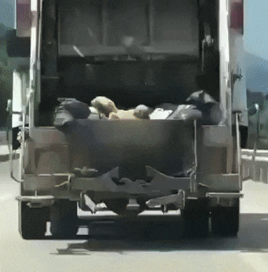 perrito camion de basura