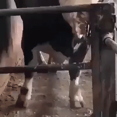vaca llorando amarrada