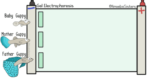 gel electrophoresis gif