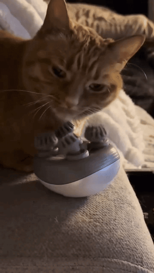 ezgif.com video to gif converter (1)