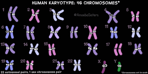 karyotype map gif orig ezgif.com resize