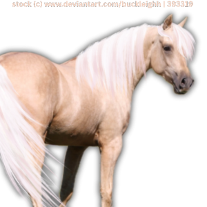 Alsike Equestrian (13)