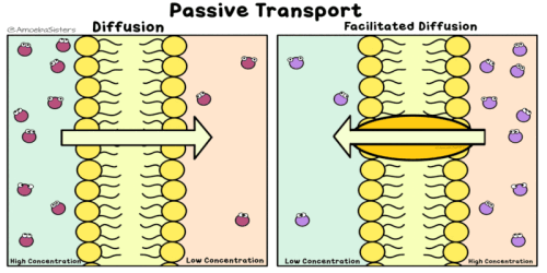passive transport diffusion gif orig ezgif.com resize