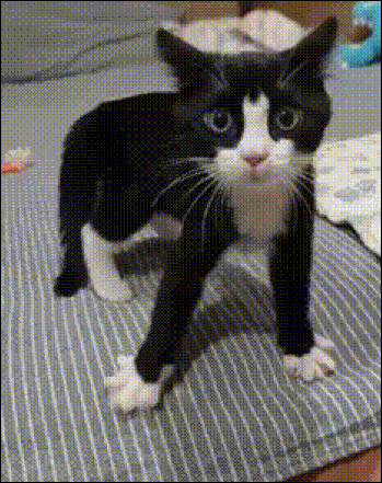 ezgif 1f2f7935772dbeff