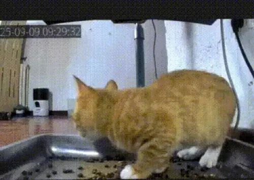 ezgif 8cb6b40088f81872