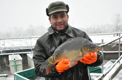 vanocni predprodej kapru a amuru za lonske ceny uz zitra u rybaru v chabarovicich 08