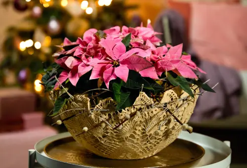 2022poinsettia06120diylaceplanterbowl06.jpg