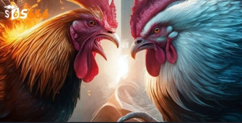 Chọi gà từ lâu đã được biết đến là một trong những thể loại cá cược phổ biến và được đông đảo cược thủ yêu thích. Không những mang đến những giây phút giải trí hiệu quả, hấp dẫn ở những trận đấu cực đỉnh của các chú chiến kê mà thể loại cá cược này còn đem đến nhiều cơ hội làm giàu cho cược thủ.

#s666 #s666money #nhacai_s666 #trangchu_s666 #link_vao_s666