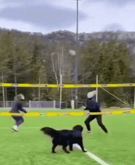 Dog Volleyball Awesome ALL three copy ezgif.com video to gif converter
