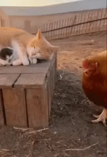 ezgif 4d45bec4a968f03a