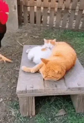 ezgif 2ac5e0daaafa7219