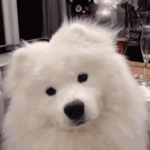 huh dog