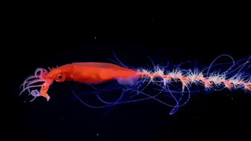 ezgif.com gif to webp converter