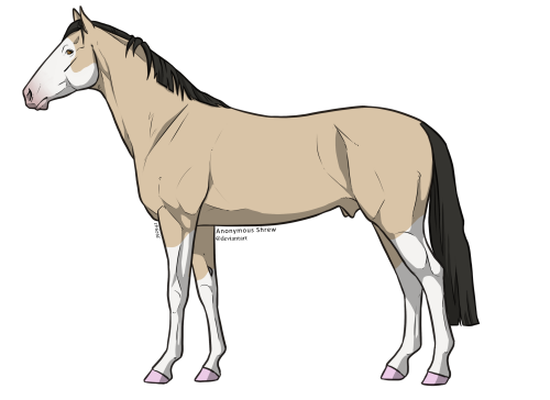 Stallion base6 1