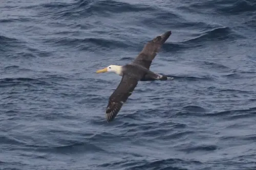 albatross