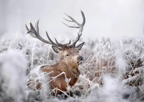 depositphotos 177400398 stock photo red deer stag frosty early