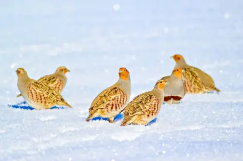 depositphotos 286237966 stock photo partridges winter white snow background
