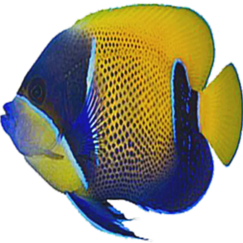 Tropical02 1 1