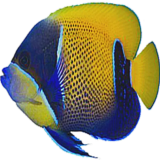 bvErB