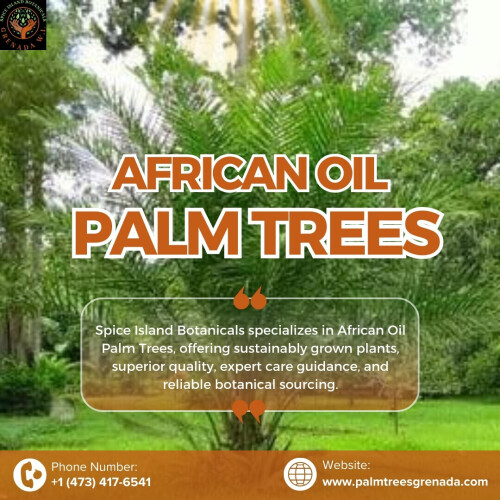 Spice Island Botanicals lists African Oil Palm Seeds Grenada ideal for tropical gardens and tree projects. These seeds grow into tall, hardy palms that suit warm climates and lush landscapes, giving you a chance to cultivate from seed. Explore availability, planting guidance, and palm varieties in our Grenada collection. For more info, visit our website - https://palmtreesgrenada.com/palm-tree-collection/