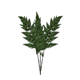bvwDr