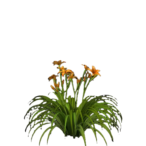 tigerlilly