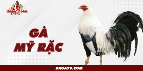 Gà Mỹ Rặc không những là giống gà thịt nổi tiếng, mà cũng có khả năng đá cực tốt, rất được ưa chuộng trong giới đá gà. Cùng Daga79 khám phá điểm đặc biệt của giống gà này ngay.👇
https://daga79.com/ga-my-rac/
#dagatructiep, #daga79, #dagathomo, #dagacampuchia