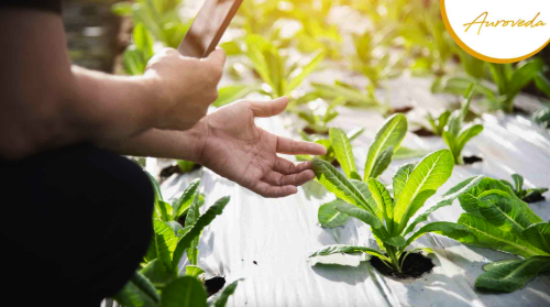 For a good reason, sustainable gardening has become a popular phrase in recent years. With growing awareness of environmental issues and the necessity of healthy living, an increasing number of individuals are turning to gardening as a way to reconnect with nature while also improving their physical and emotional well-being.